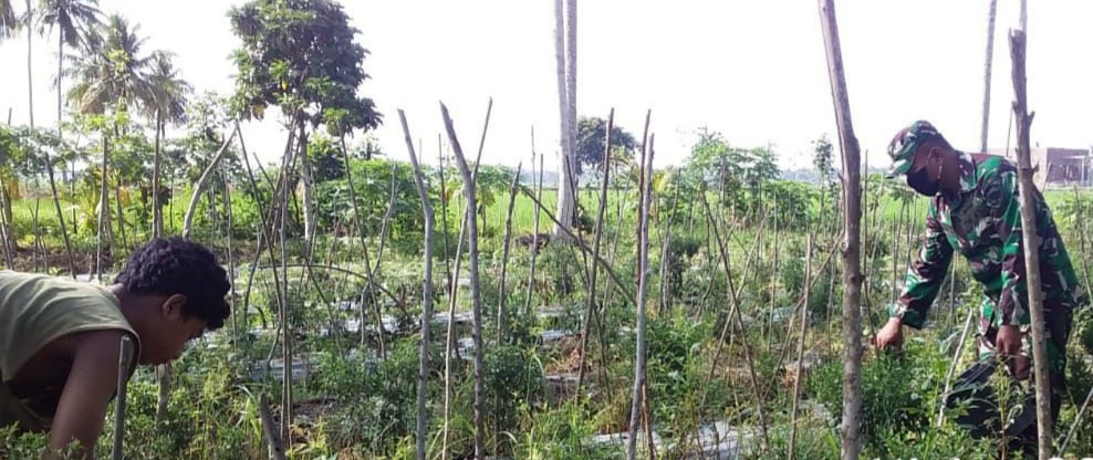 Babinsa Koramil 14 Tanah Jambo Aye Beri Motivasi Kepada Petani Cabai