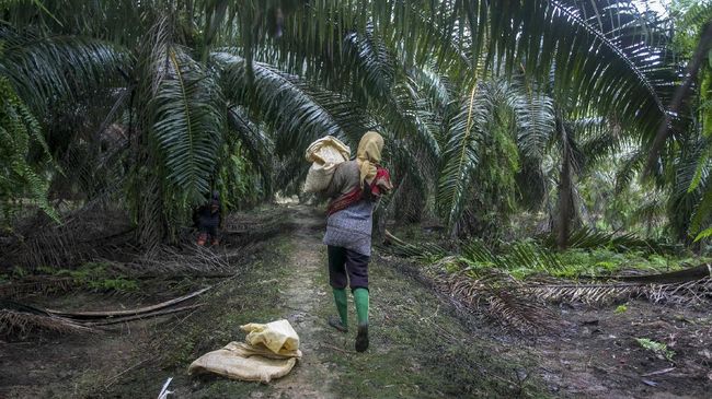 1,8 Juta Hektare Sawit di Kawasan Hutan Disebut Tak Berizin