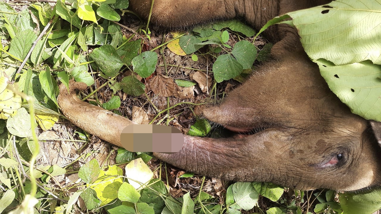 Buntut Kematian Gajah, WALHI Minta Hentikan Perluasan Replanting Sawit